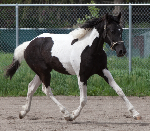 OK Breeders Showcase 11-0859sfree.jpg